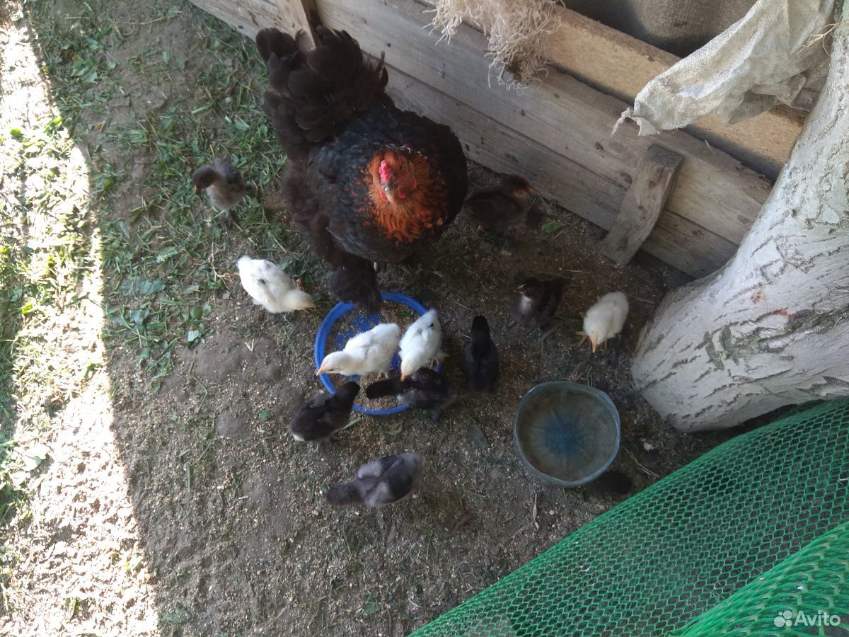 Курочка с цыплятами купить на Зозу.ру - фотография № 2