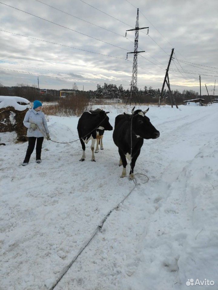 Коровы на мясо купить на Зозу.ру - фотография № 3