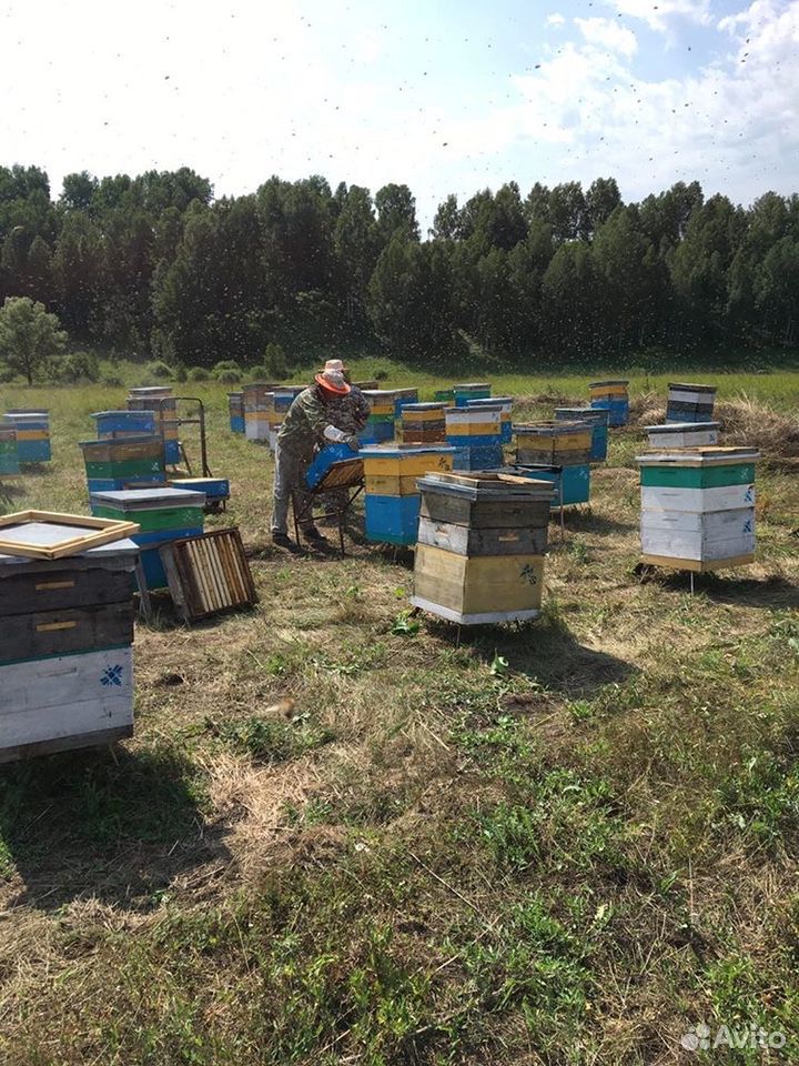Настоящий алтайский мёд со своей пасеки купить на Зозу.ру - фотография № 1