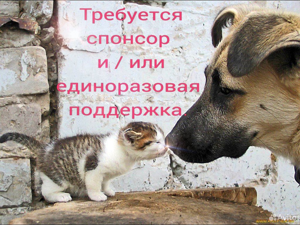Приют для животных купить на Зозу.ру - фотография № 1