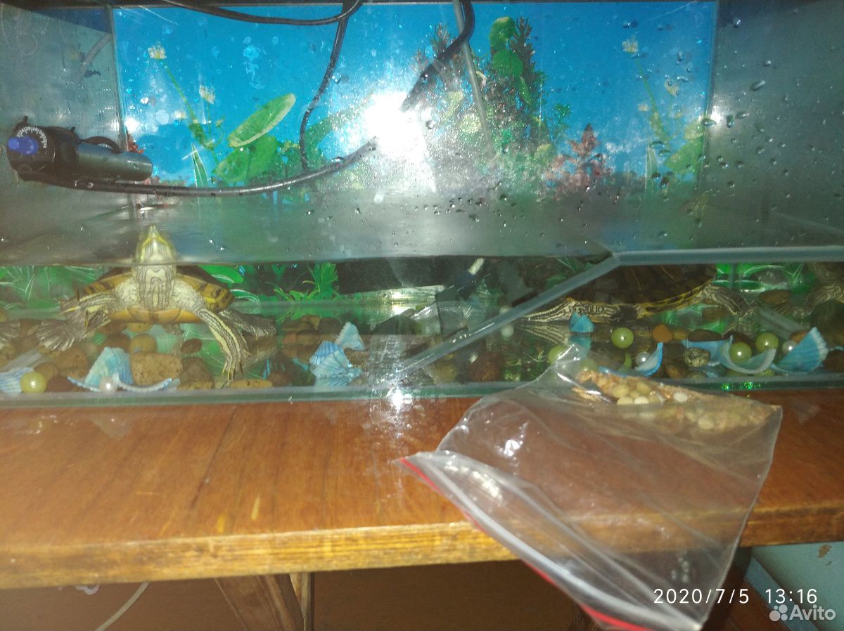 2 морские черепашки с аквариумом к нему остальные купить на Зозу.ру - фотография № 2