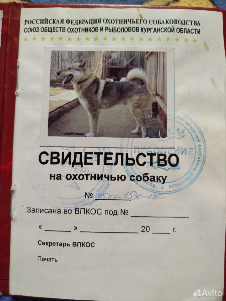 На продажу алиментный щенок с этой вязки купить на Зозу.ру - фотография № 6