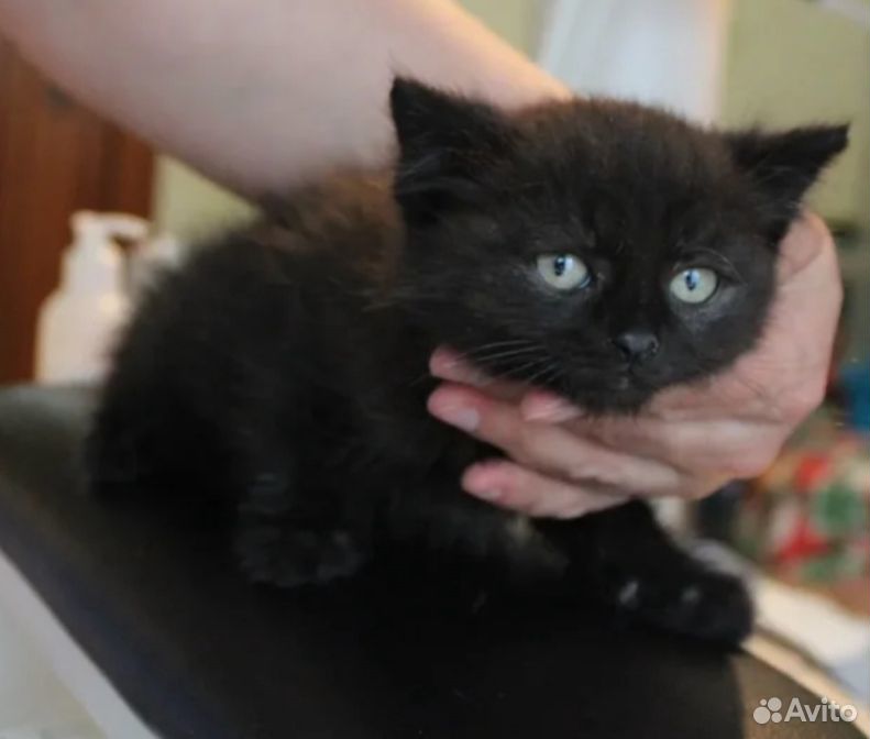 Красивенный котеночек Пума, 1,5 месяца купить на Зозу.ру - фотография № 1