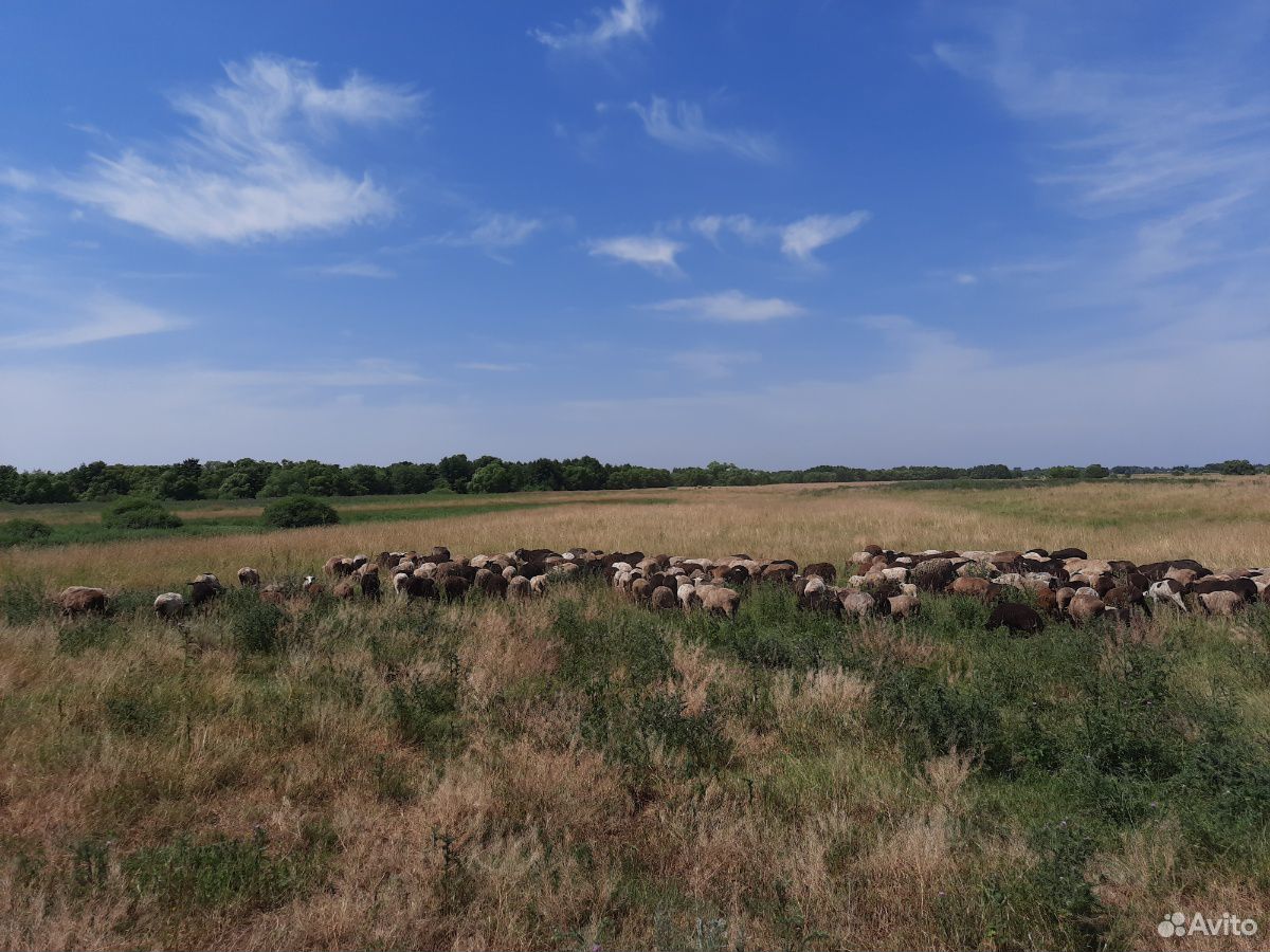 Овце матки, скотные купить на Зозу.ру - фотография № 1