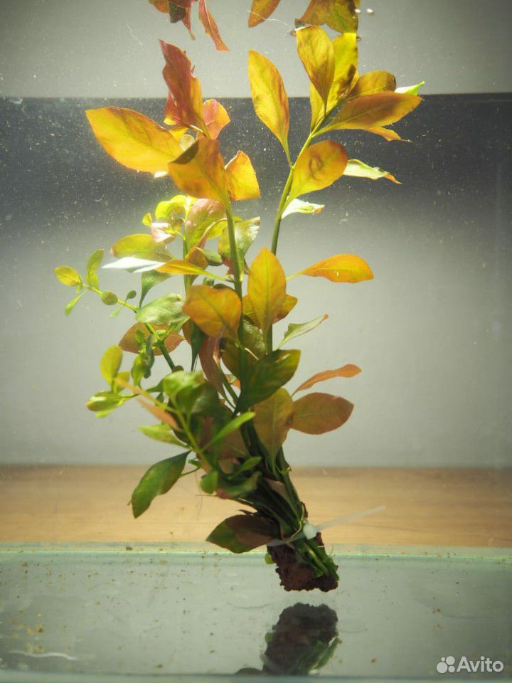 Эхинодорусы, продам аквариумные растения купить на Зозу.ру - фотография № 7