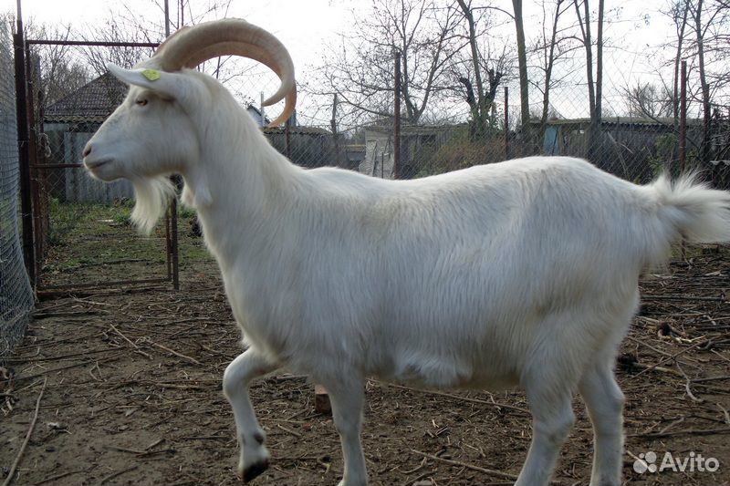 Продается коза купить на Зозу.ру - фотография № 1