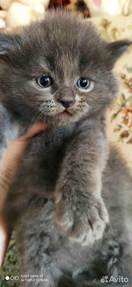 Шикарные котята (мать скоттиш - фолд) купить на Зозу.ру - фотография № 6