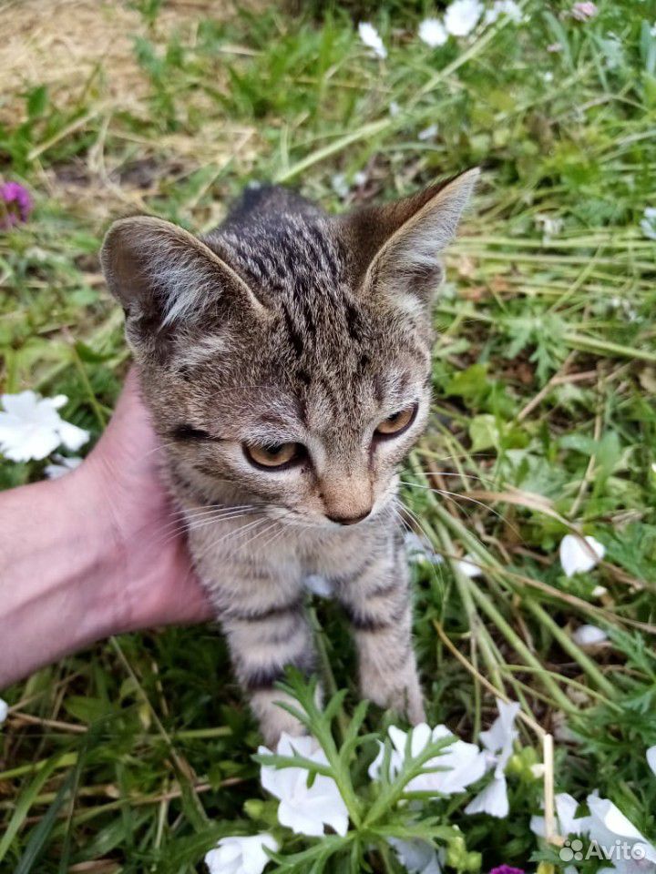 Котенок мальчик 2 месяца купить на Зозу.ру - фотография № 1