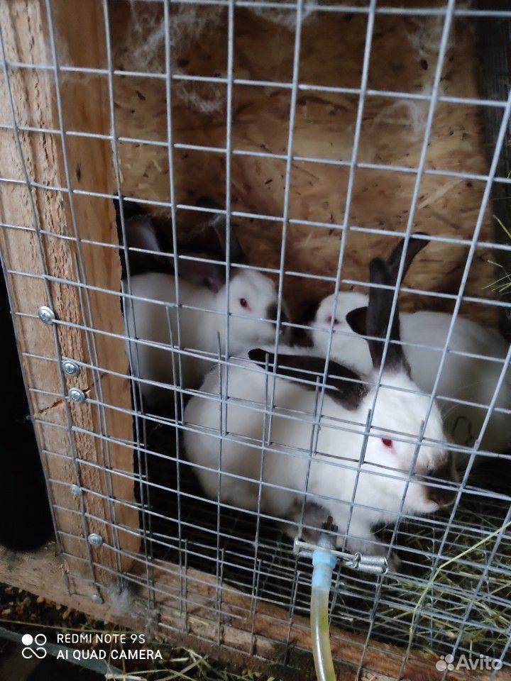 Кролики, самцы 4 месяца купить на Зозу.ру - фотография № 2