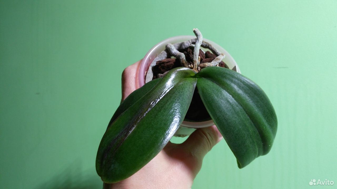 Орхидея Phal.Mei Dar Prince "King" купить на Зозу.ру - фотография № 2