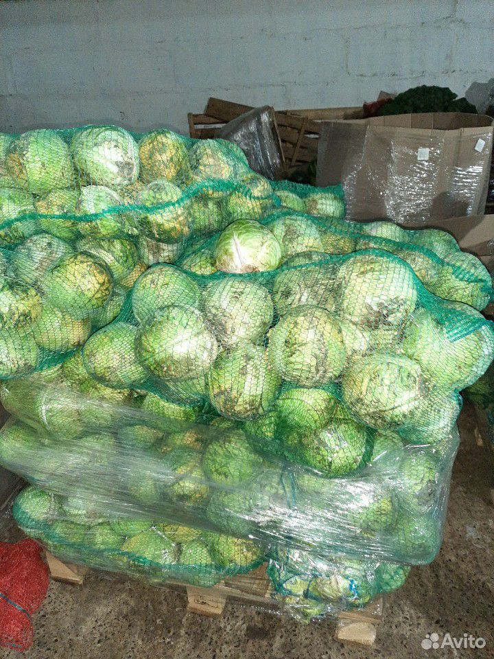 Продам белокачанную капусту купить на Зозу.ру - фотография № 1