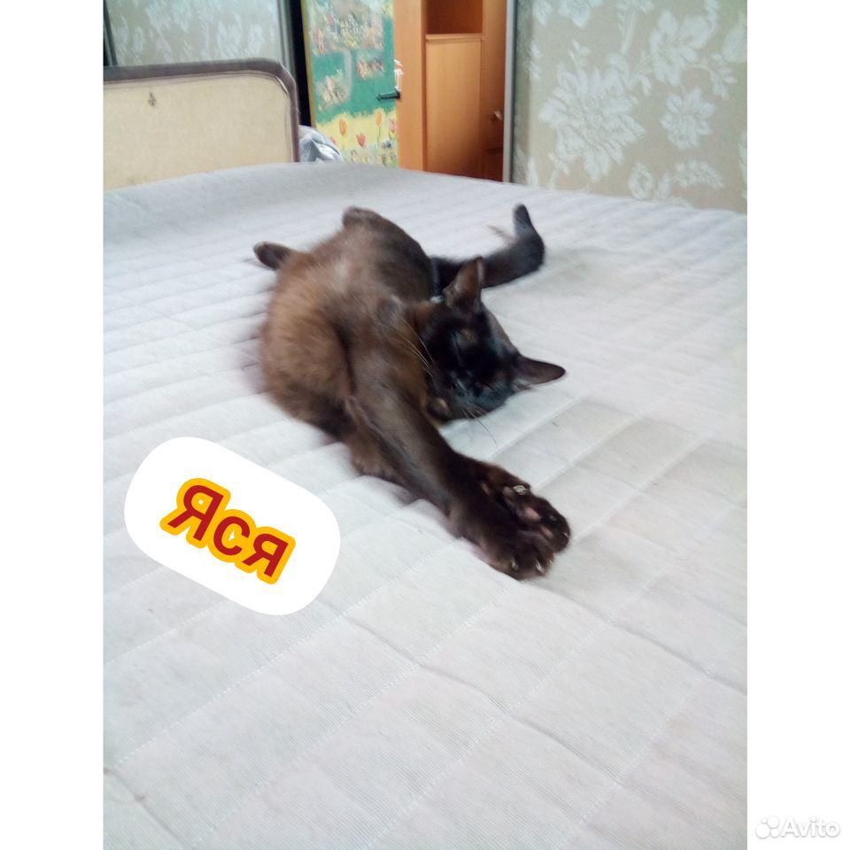 Бурманская кошка купить на Зозу.ру - фотография № 2