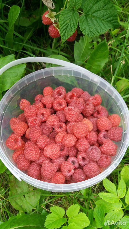Садовые ягоды:малина, смородина купить на Зозу.ру - фотография № 1