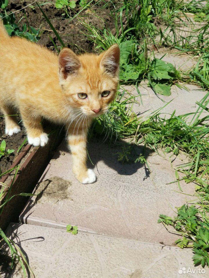 Спасите котят купить на Зозу.ру - фотография № 2