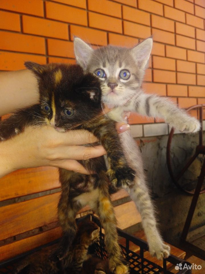 Отдам полупородных котят купить на Зозу.ру - фотография № 1