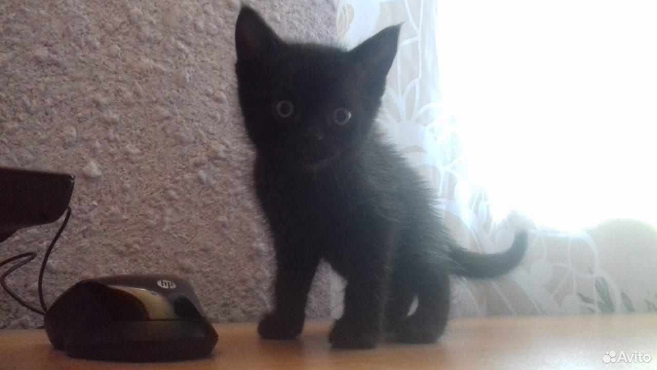 Котенка (мальчик) отдам купить на Зозу.ру - фотография № 1