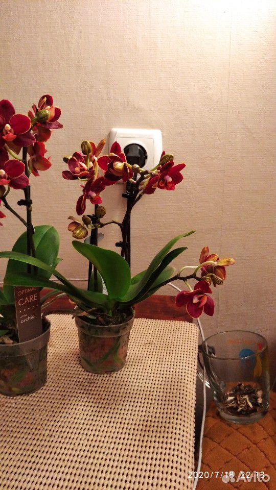 Орхидея фаленопсис мини Эсме купить на Зозу.ру - фотография № 3