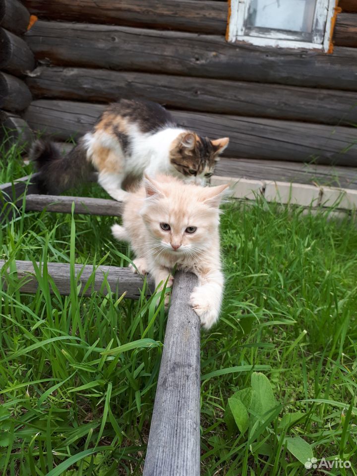 Продаётся котёнок породистых кровей купить на Зозу.ру - фотография № 5