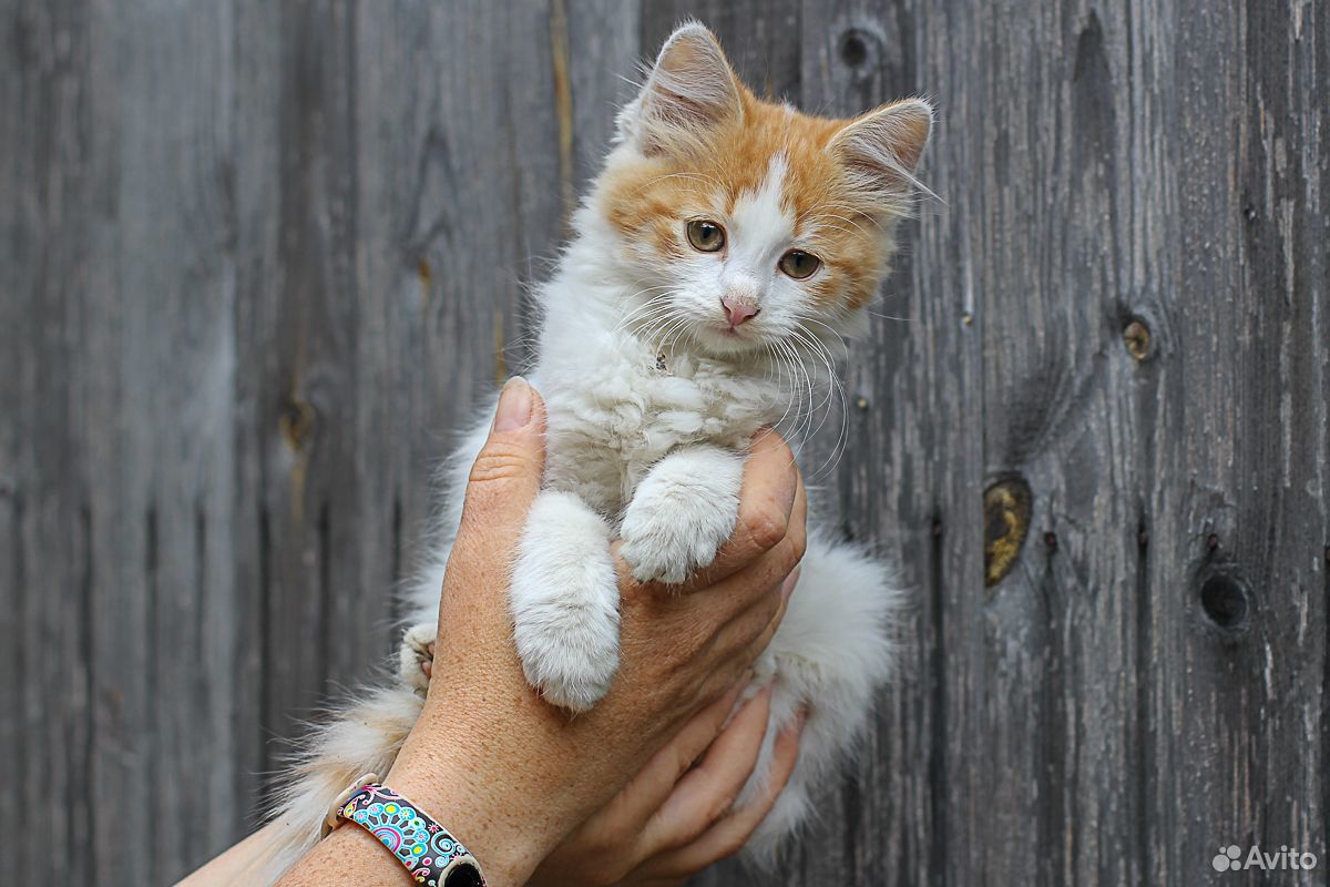 Кошечка белая с рыжим 3 месяца купить на Зозу.ру - фотография № 7