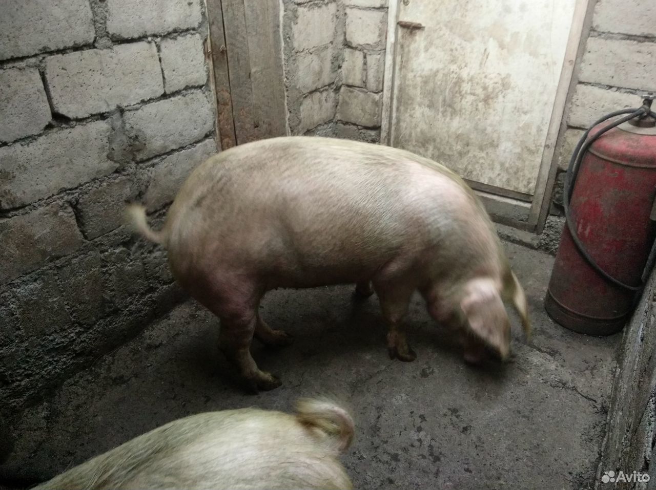 Свиньи купить на Зозу.ру - фотография № 5