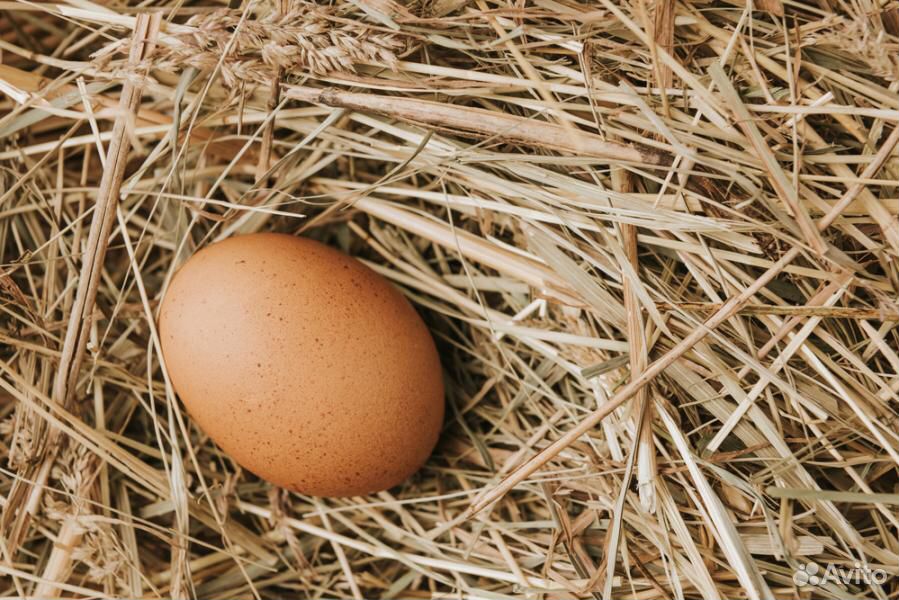 Яйца на инкубацию купить на Зозу.ру - фотография № 1
