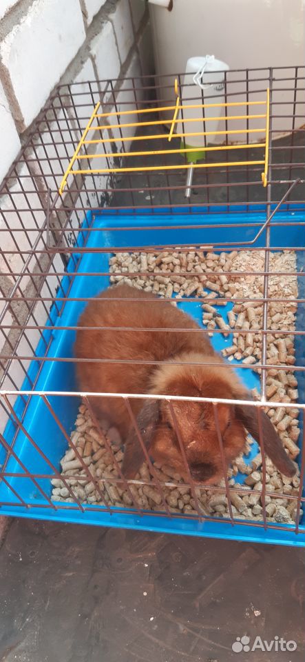 Вислоухий карликовый кролик с клеткой купить на Зозу.ру - фотография № 1