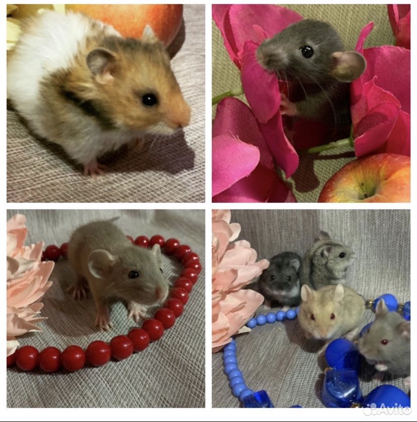 Крысята и хомячки разных окрасов купить на Зозу.ру - фотография № 1