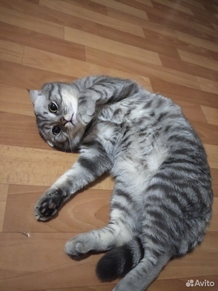 Вязка с вислоухим котом купить на Зозу.ру - фотография № 9