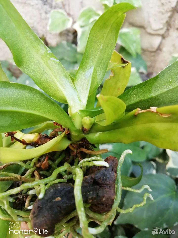 Орхидея гастрохилус японика купить на Зозу.ру - фотография № 4