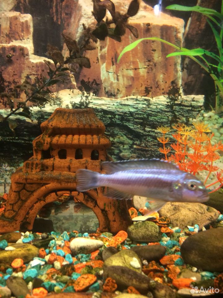 Рыбка в аквариум купить на Зозу.ру - фотография № 3