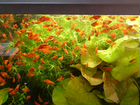 Пецилия красная и аквариумные растения объявление продам
