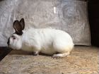 Племенные кролики калифорнийской породы объявление продам