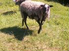 Баран, овца объявление продам