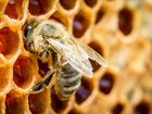 Продам пчёл с ульями объявление продам