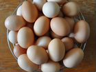 Яйца куриные объявление продам