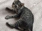 Котёнок 4 месяца объявление продам
