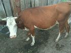 Корова тельная объявление продам
