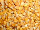 Продам кукурузу 2019 года, 10 мешков объявление продам