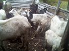 Овцы и козы объявление продам