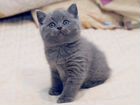 Британские котята голубого окраса и блю-пойнт объявление продам