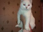 Белые котята объявление продам