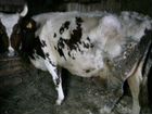 Продается корова Айширской породы объявление продам