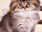 Персидские котята (помесь) объявление продам
