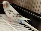 Птенцы волнистых попугаев для обучения, от1,5мес объявление продам