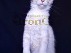 Котенок породы Мейн-кун объявление продам