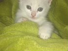 Белоснежный котенок породы Турецкая ангора объявление продам