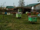 Сильные здоровые пчелосемьи объявление продам