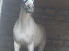 Чистокровная арабская лошадь. с красным паспортом объявление продам