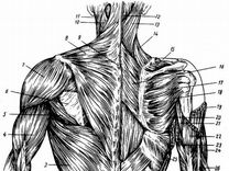 Мышцы Спины Названия На Картинке
