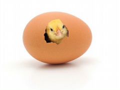 Инкубационное яйцо домашних кур